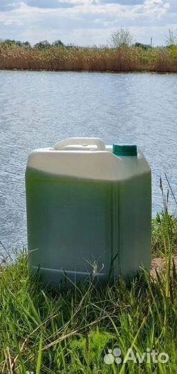 Живая водоросль суспензия для водоема