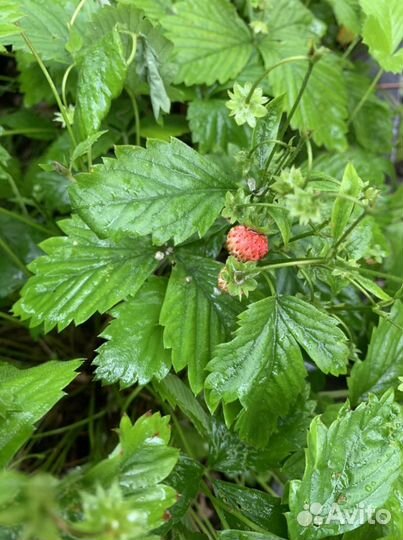 Земляника лесная