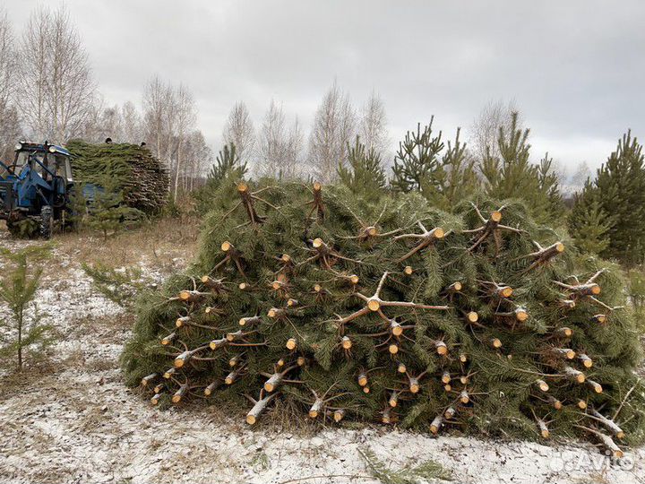 Сосна Новогодняя