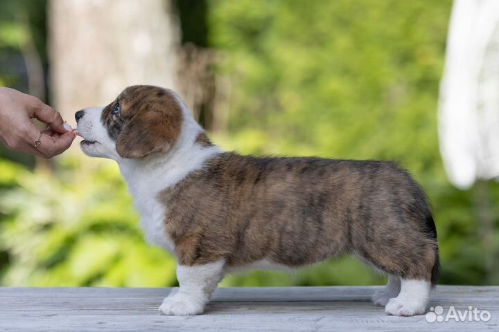 Вельш-корги кардиган