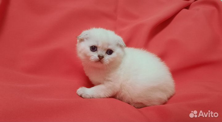 Шотландские котята