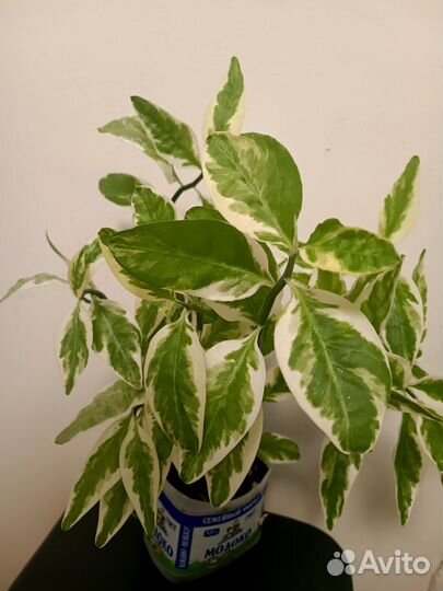 Педелантус