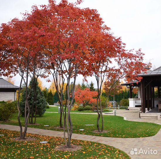 Клен Гиннала