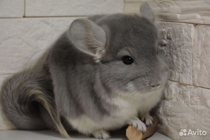 Шиншиллы малыши