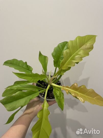 Филодендроны