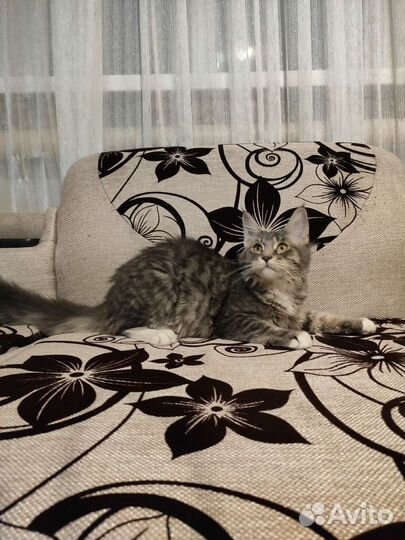 Котята мейн-кун