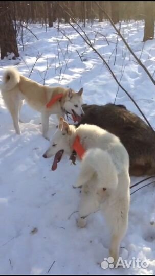 Западно сибирская лайка
