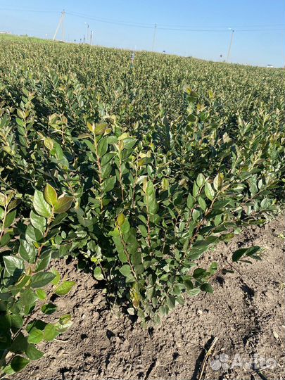 Кизильник блестящий