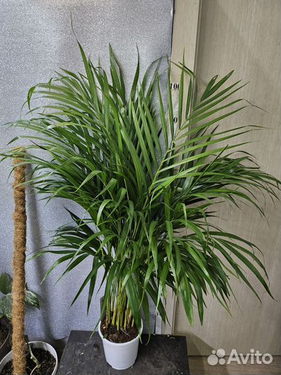 Пальма Арека 17/100, 140