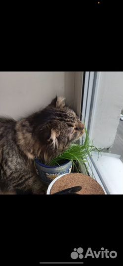Кот