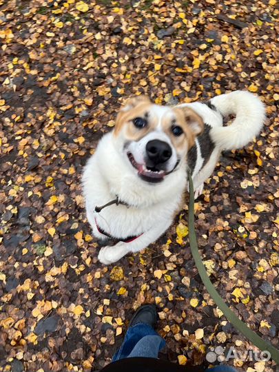 Мечтательный пёсик хочет хозяина