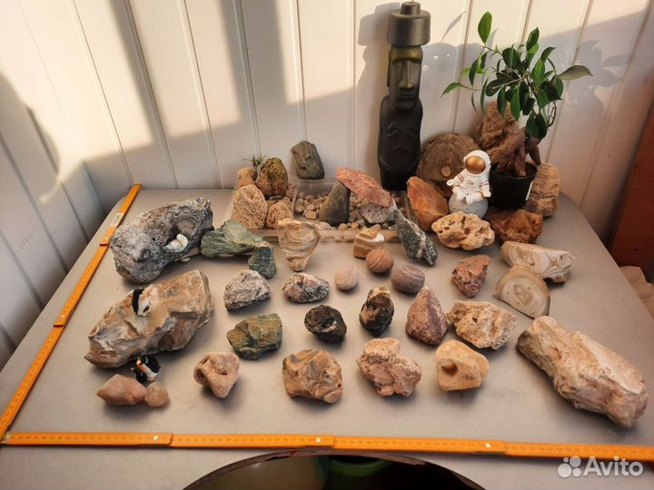 Мох, коряги, папоротник, камни