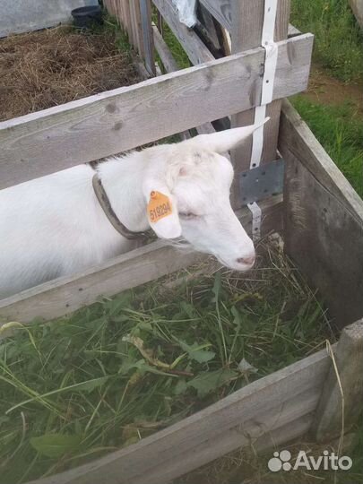 Зааненская дойная коза