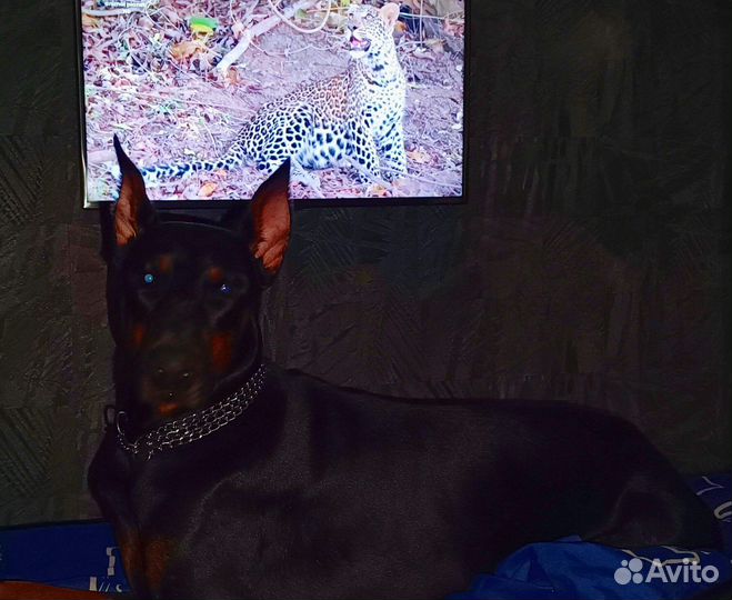 Доберман вязка