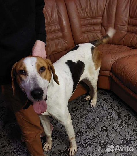 Пегая гончая, кобель