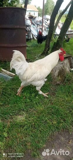 Петухи