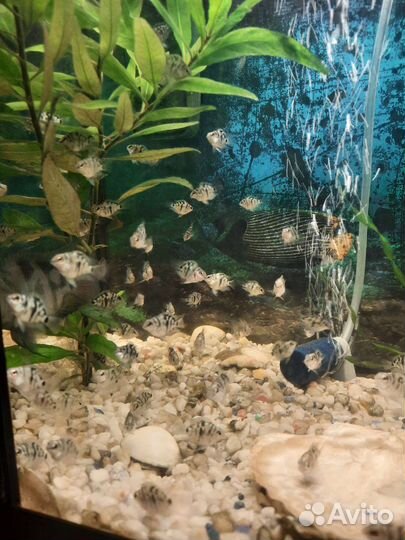 Рыбки-Тигровый попугай