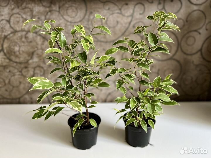 Фикус бенджамина пестролистный