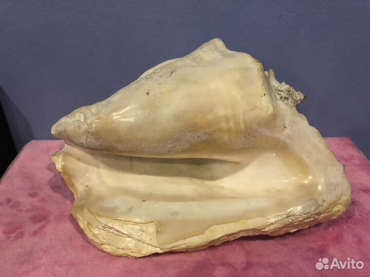 Ракушка морская большая