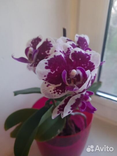 Орхидея фаленопсис