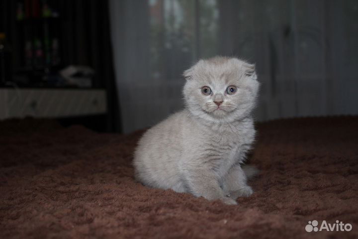 Британские котята