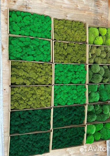 Ягель стабилизированный мох