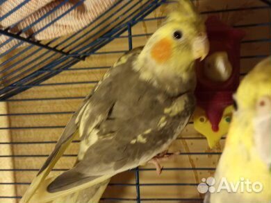 Попугай Корелла птенец