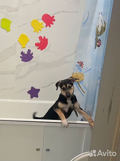 Спасите щенка