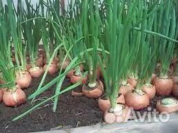 Лук для посадки оптом Каратал