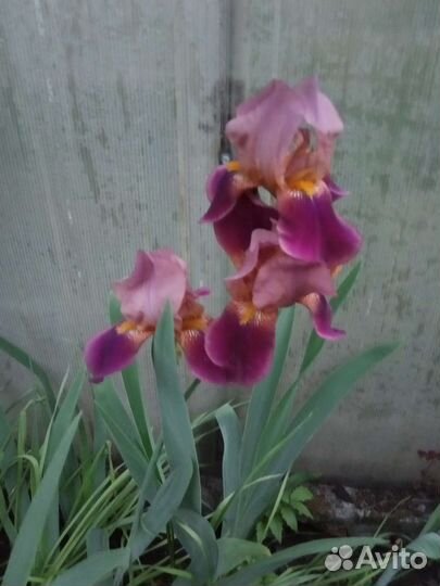 Садовые растения кустарники