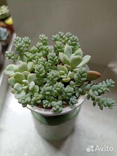 Эхеверии, Седумы