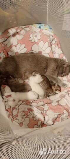 Британские котята