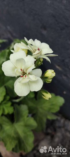 Пеларгонии сортовые