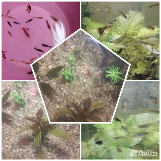 Аквариум дома