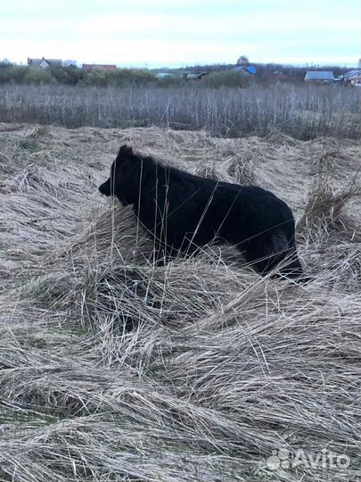 Немецкая овчарка вязка кобель