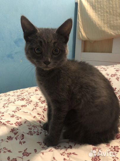 Серый котенок