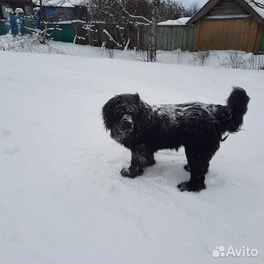 Щенки Ньюфаундленд