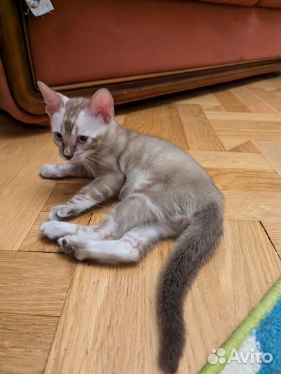 Бенгальский котенок