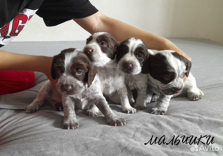 Щенки русского охотничего спаниеля