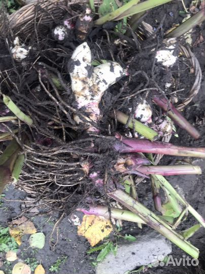 Канны корневища