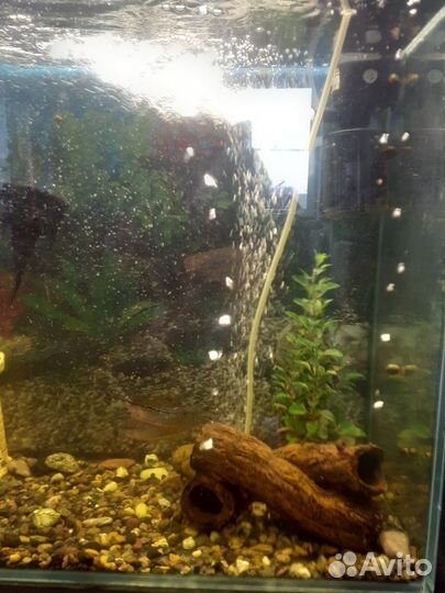 Аквариум