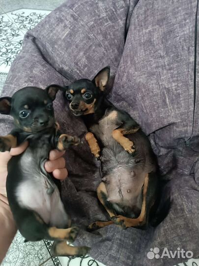 Супер mini той-терьер