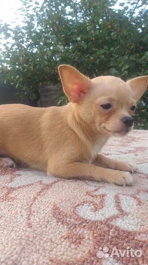 Щенки чихуахуа