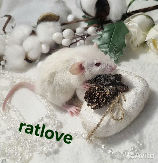 Крысята дамбо питомник малыши