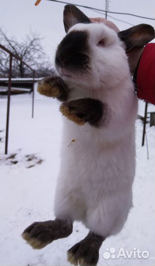 Калифорнийские кролики