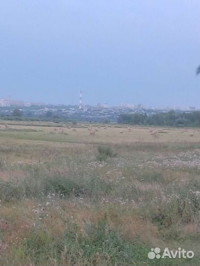 Продам сено в рулонах