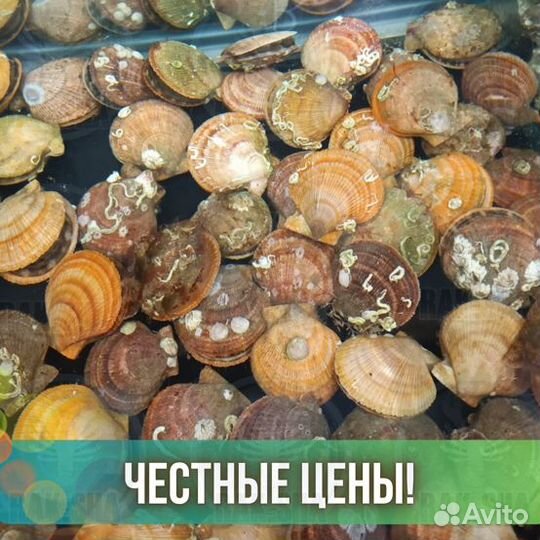 Сет Гребешок морской на 2х из живых гребешков