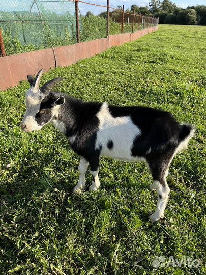 Козел на мясо