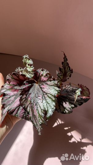 Бегонии сортовые, коллекционные, взрослые