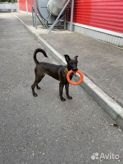 Собака в добрые руки